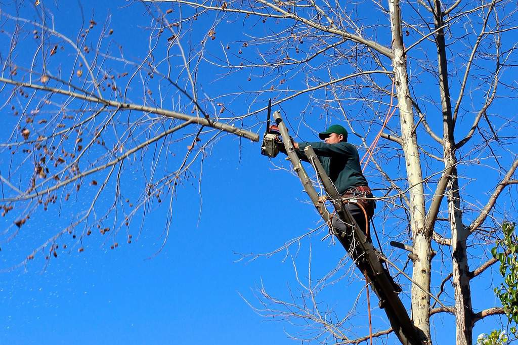 Tree removal, arborist cutting a dead elm tree with a chainsaw